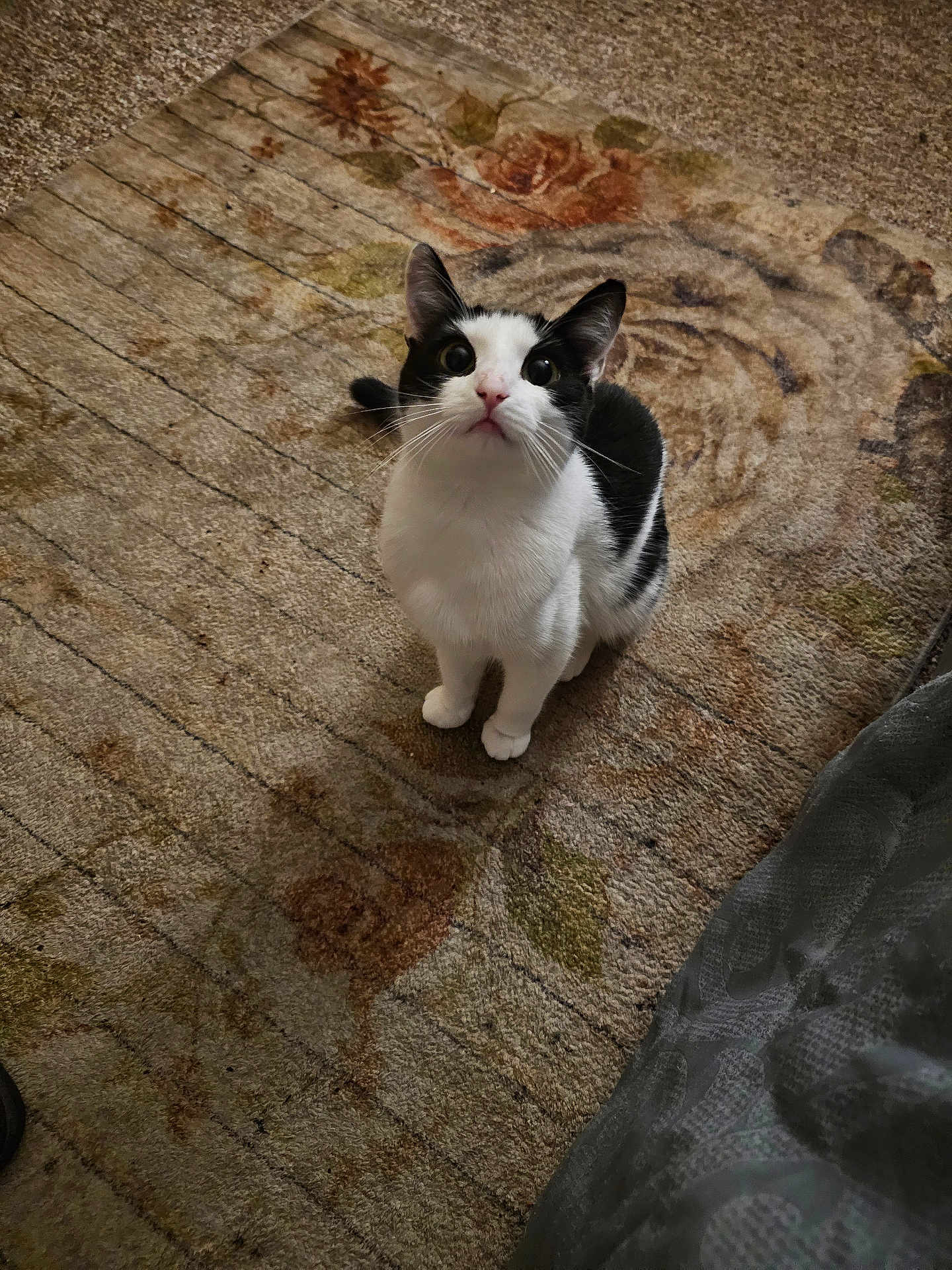 Willow is registered to the contest to win money with this photo: cat, black_and_white, pet, indoor, carpet, curious, sitting, animal, feline, whiskers, ears, eyes, fur, looking_up, floor, home, cozy, cute, domestic, mammal