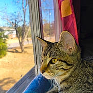 Amber joined the competition — help win amazing prizes! cat, tabby, feline, pet, animal, portrait, close_up, whiskers, eyes, ears, striped_fur, brown_fur, window, indoors, cushion, curtain, sunlight, outdoors, autumn, relaxed