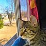 cat, tabby, feline, pet, animal, portrait, close_up, whiskers, eyes, ears, striped_fur, brown_fur, window, indoors, cushion, curtain, sunlight, outdoors, autumn, relaxed
