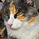 Cleo