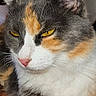 cat, calico_cat, close_up, portrait, feline, yellow_eyes, pink_nose, whiskers, ears, fur, tricolor, white_fur, gray_fur, orange_patches, indoor, blanket, sitting, front_view, pet, animal