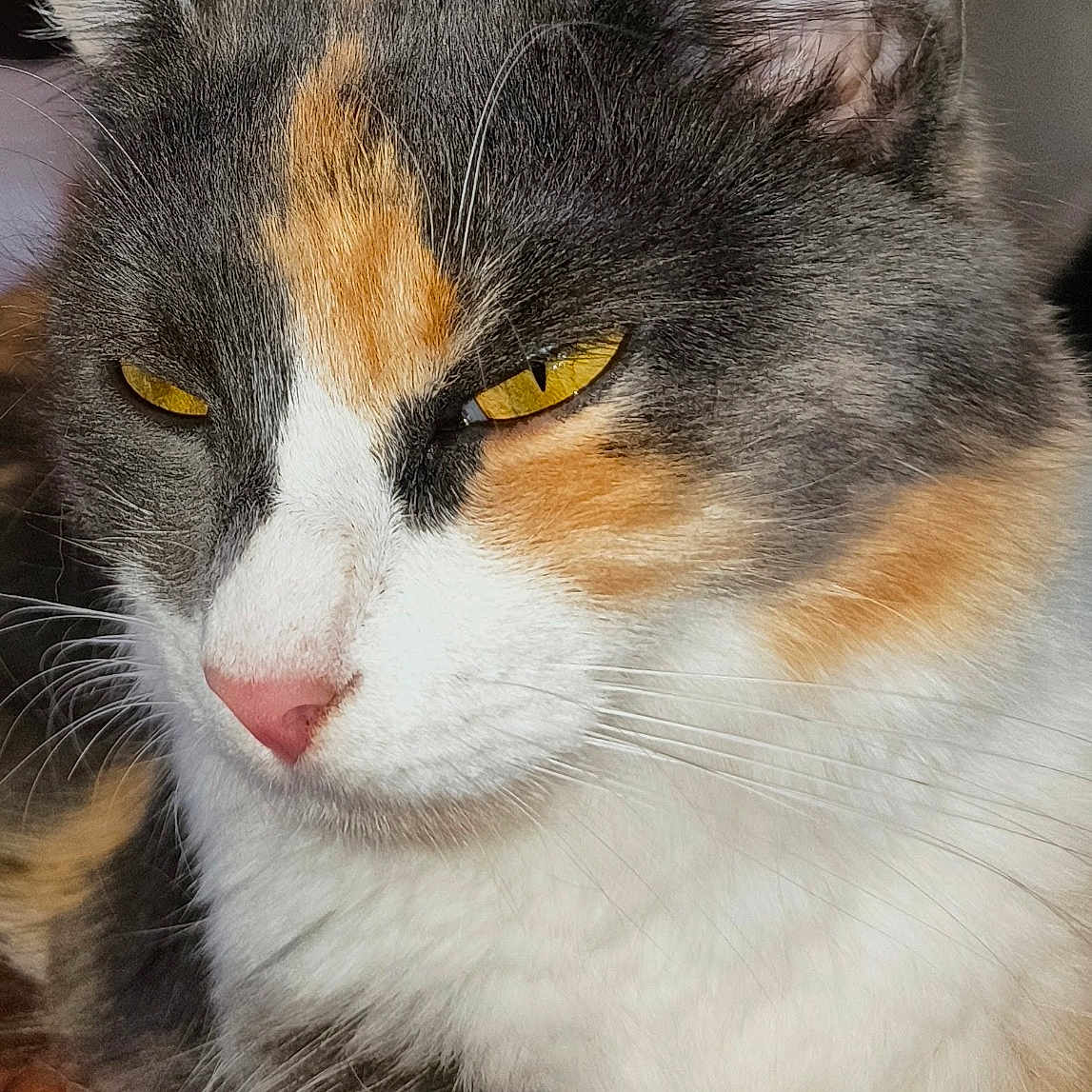 Cleo