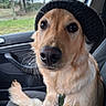 Andy participe au concours pour gagner de l'argent avec cette photo : dog, golden_retriever, hat, knit_hat, car_interior, seat, leash, pet, canine, close_up, portrait, animal, indoors, window, nature_background, fur, eyes, snout, whiskers, calm