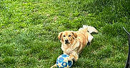 Andy participe au concours pour gagner de l'argent avec cette photo : dog, golden_retriever, puppy, grass, soccer_ball, outdoor, greenery, pet, animal, nature, playful, summer, garden, park, canine, laying_down, fence, field, toy, young_dog