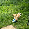 dog, golden_retriever, puppy, grass, soccer_ball, outdoor, greenery, pet, animal, nature, playful, summer, garden, park, canine, laying_down, fence, field, toy, young_dog