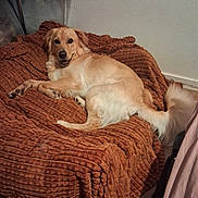Andy a rejoint le concours — aidez-le/la à gagner de superbes lots ! dog, golden_retriever, pet, blanket, indoor, cozy, furniture, floor, relaxed, smiling, canine, mammal, fur, tail, resting, domestic_animal, home, carpet, comfort, animal