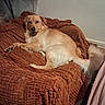 dog, golden_retriever, pet, blanket, indoor, cozy, furniture, floor, relaxed, smiling, canine, mammal, fur, tail, resting, domestic_animal, home, carpet, comfort, animal
