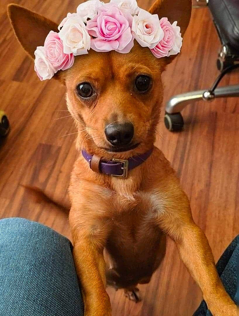 Cessna joined the competition — help win amazing prizes! canidae, carnivore, chihuahua, companion_dog, dog, dog_breed, fawn, german_pinscher, mammal, miniature_pinscher, non_sporting_group, pinscher, puppy, rare_breed_dog, russkiy_toy, snout, toy_dog, vertebrate