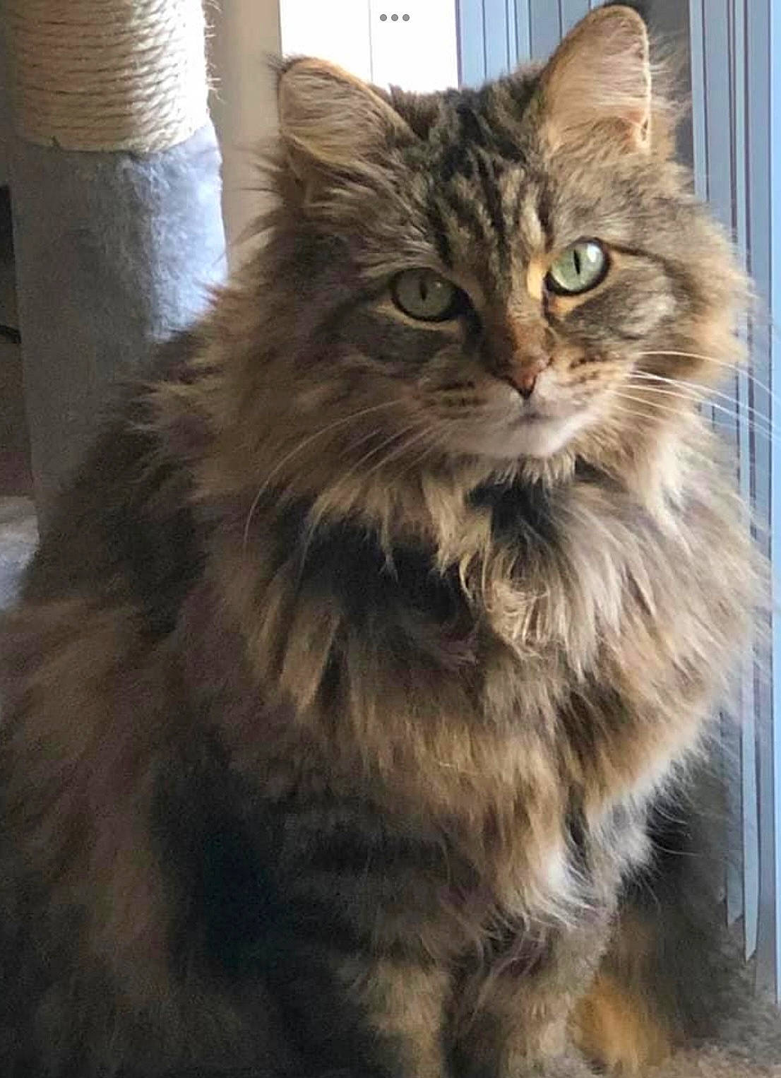 Cayenne joined the competition — help win amazing prizes! british_longhair, carnivore, cat, felidae, fur, maine_coon, norwegian_forest_cat, siberian, small_to_medium_sized_cats, snout, terrestrial_animal, whiskers