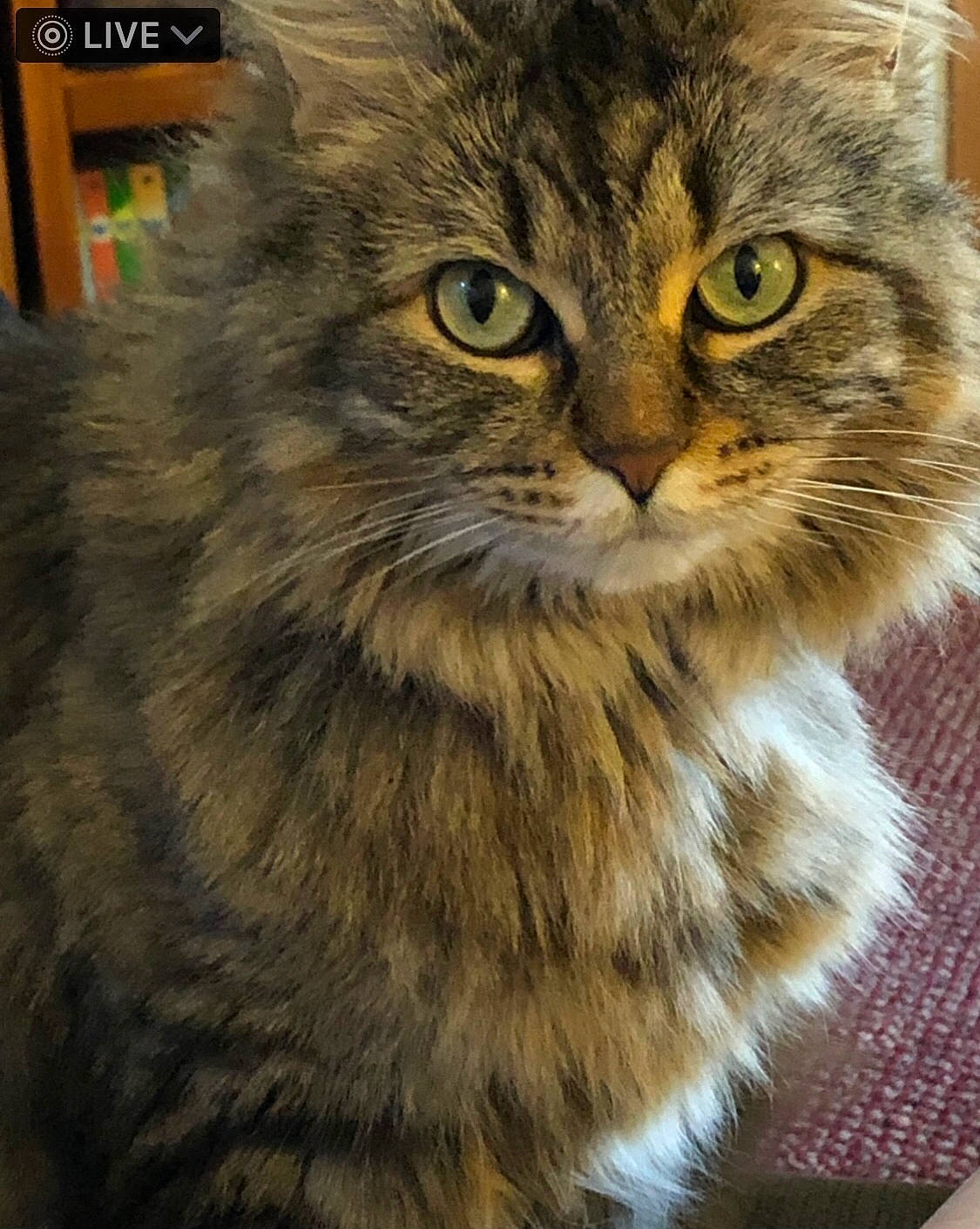 Cayenne is registered to the contest to win money with this photo: british_longhair, carnivore, cat, domestic_short_haired_cat, felidae, fur, maine_coon, small_to_medium_sized_cats, snout, terrestrial_animal, tire, whiskers