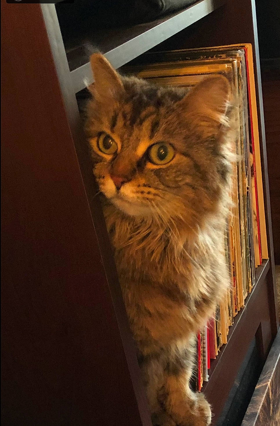Cayenne is registered to the contest to win money with this photo: box, cardboard, carnivore, cat, domestic_short_haired_cat, door, fawn, felidae, fur, hardwood, paw, small_to_medium_sized_cats, snout, tail, terrestrial_animal, whiskers, window, wood