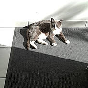 Moustache participe au concours pour gagner de l'argent avec cette photo : angle, cat, cat_like_mammal, couch, floor, flooring, furniture, small_to_medium_sized_cats, table, whiskers