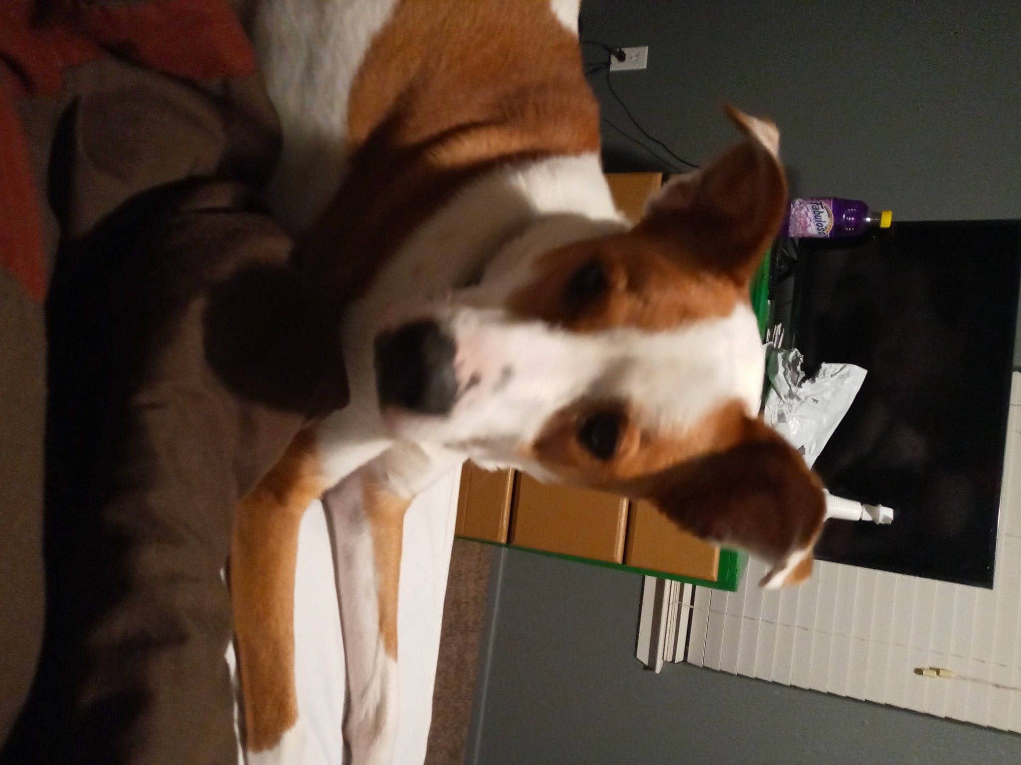 Brisket joined the competition — help win amazing prizes! carnivore, collar, companion_dog, display_device, dog, dog_breed, dog_collar, dog_supply, ear, fawn, fur, guard_dog, non_sporting_group, paw, whiskers, window, working_animal, working_dog