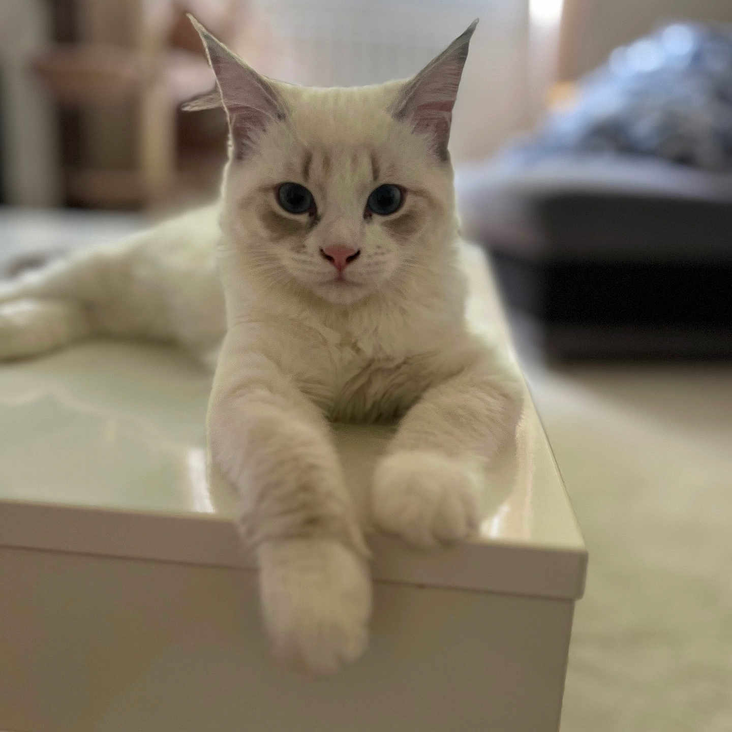 Nala participe au concours pour gagner de l'argent avec cette photo : animal, blue_eyes, calm, cat, close_up, cozy, cute, domestic_cat, feline, fluffy, indoor, living_room, paws, pet, relaxed, soft_focus, stretching, table, white_cat, window_light