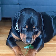 Apollo is registered to the contest to win money with this photo: animal, black_and_tan, blur, canine, close_up, collar, couch, dog, domestic_animal, flower, fur, household, indoor, lying_down, paw, pet, phone_interface, rottweiler, screenshot, wooden_floor