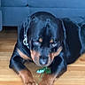 animal, black_and_tan, blur, canine, close_up, collar, couch, dog, domestic_animal, flower, fur, household, indoor, lying_down, paw, pet, phone_interface, rottweiler, screenshot, wooden_floor