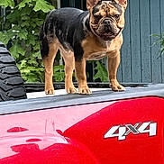 Deigo is registered to the contest to win money with this photo: dog, french_bulldog, vehicle, truck, red, outdoor, leafy, greenery, blue_siding, pet, standing, ears_up, alert, backyard, tire, window, animal, canine, nature, daylight