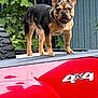 dog, french_bulldog, vehicle, truck, red, outdoor, leafy, greenery, blue_siding, pet, standing, ears_up, alert, backyard, tire, window, animal, canine, nature, daylight