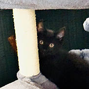 Vivi is registered to the contest to win money with this photo: animal, black_cat, cat, cat_tree, cozy, curious, cute, eyes, feline, fur, hidden, home, indoor, kitten, pet, playful, resting, scratching_post, shy, small