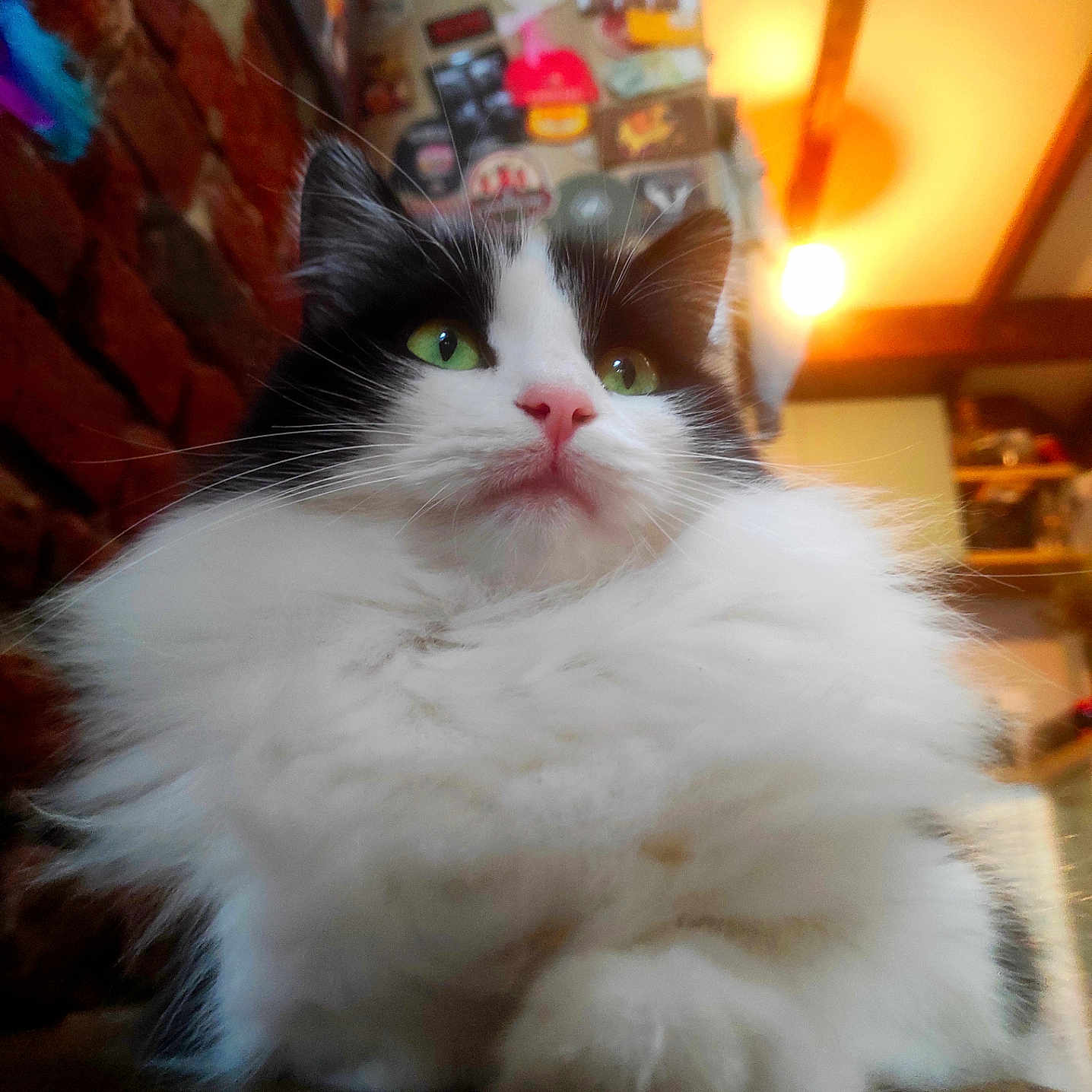 Clochette a rejoint le concours — aidez-le/la à gagner de superbes lots ! angora, animal, architecture, brick, building, cat, furniture, hardwood, indoors, interiordesign, kitten, light, lighting, livingroom, manx, pet, room, shelf, wall, wood