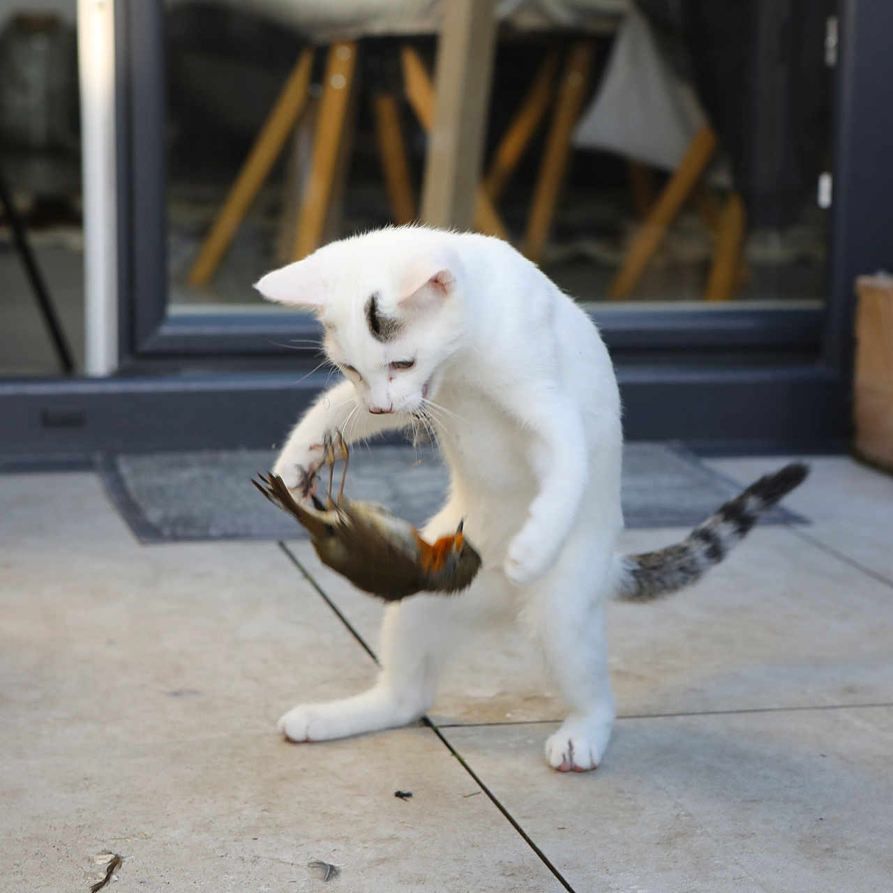 Chuky participe au concours pour gagner de l'argent avec cette photo : animal, bird, cat, curious, daylight, floor_tiles, focused, glass_door, hunting, nature, outdoor, patio, paw, pet, playful, standing, tail, white_cat, wildlife, wooden_furniture