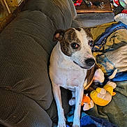 Sugerplum joined the competition — help win amazing prizes! animal, blanket, brown, companion, couch, cozy, cute, dog, fur, furniture, home, household_items, indoor, living_room, looking_up, pet, plush_toy, relaxed, resting, white