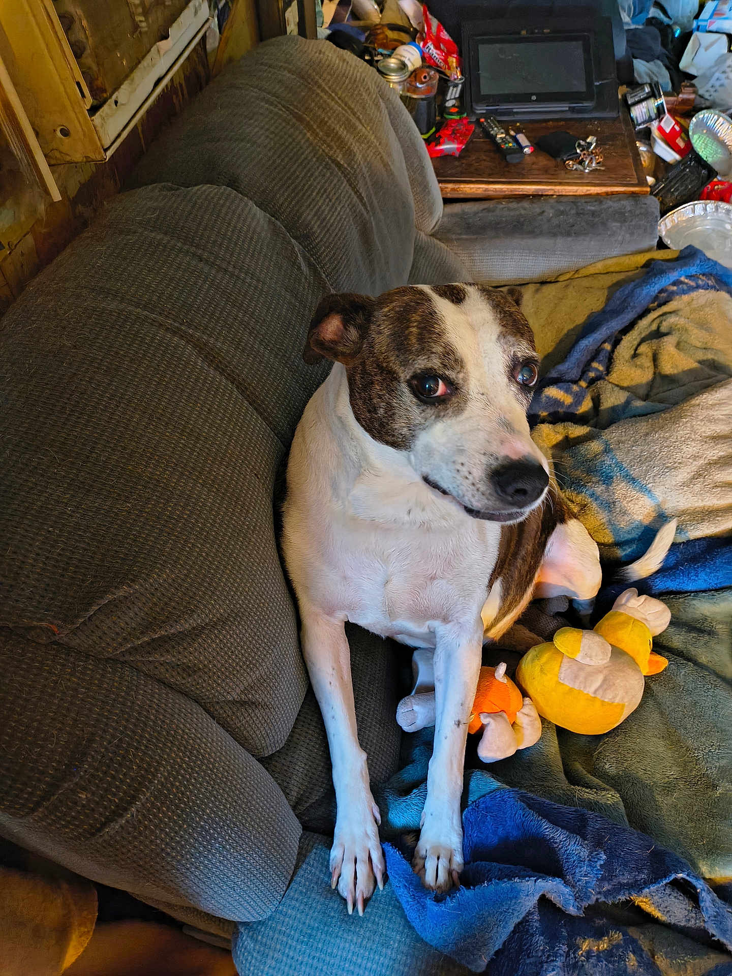 Sugerplum joined the competition — help win amazing prizes! animal, blanket, brown, companion, couch, cozy, cute, dog, fur, furniture, home, household_items, indoor, living_room, looking_up, pet, plush_toy, relaxed, resting, white