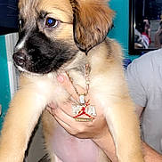 Peaches is registered to the contest to win money with this photo: puppy, dog, pet, cute, fluffy, necklace, hand, indoor, carpet, mirror, person, fur, brown, black, white, adorable, young, animal, holding, portrait