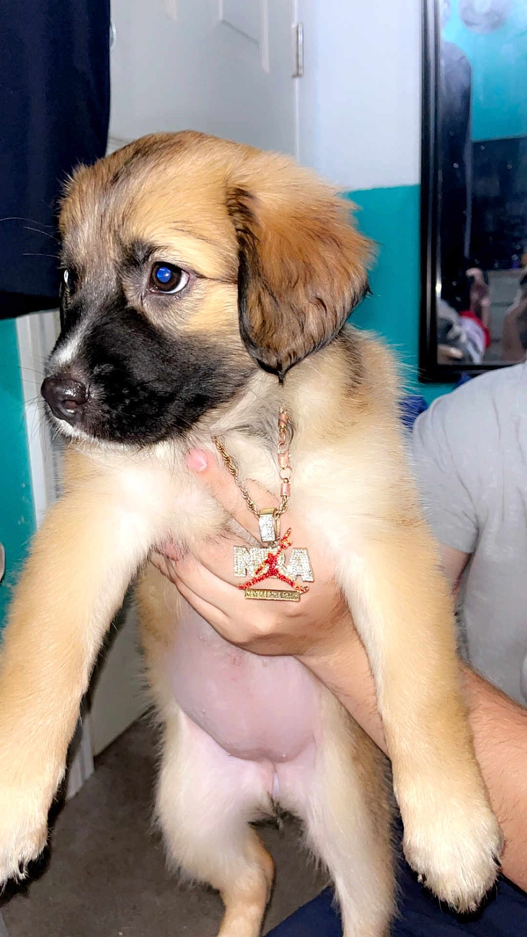 Peaches is registered to the contest to win money with this photo: puppy, dog, pet, cute, fluffy, necklace, hand, indoor, carpet, mirror, person, fur, brown, black, white, adorable, young, animal, holding, portrait