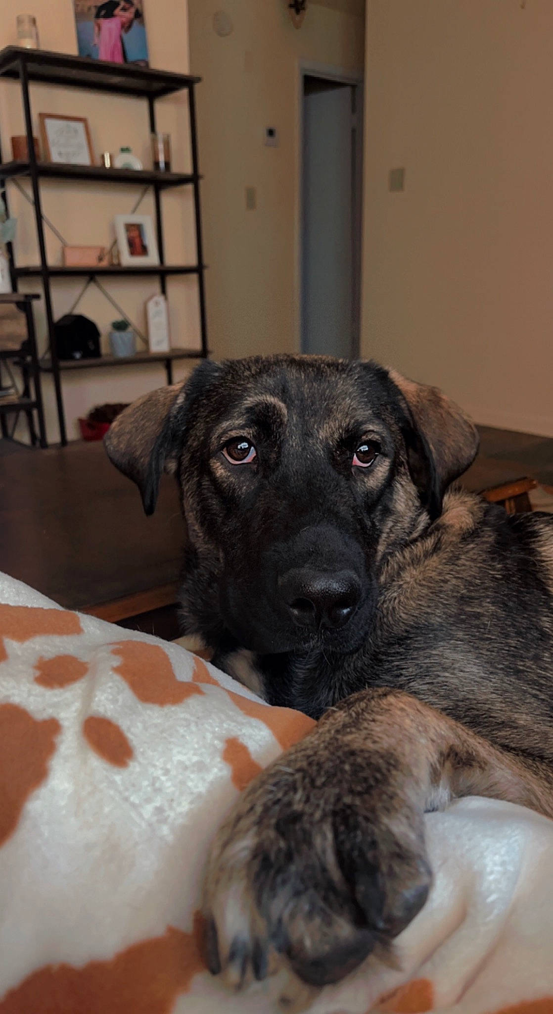 Luna is registered to the contest to win money with this photo: bookcase, borador, canidae, carnivore, comfort, companion_dog, dog, dog_breed, ear, fawn, fur, guard_dog, puppy, shelf, shelving, snout, sporting_group, terrestrial_animal, whiskers, working_animal