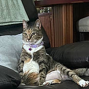 Mia joined the competition — help win amazing prizes! cat, sitting, couch, leather, collar, bell, indoor, furniture, home, relaxed, pet, tabby, whiskers, ears, paws, table, picture_frame, vase, blanket, window_blinds