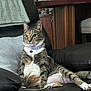 cat, sitting, couch, leather, collar, bell, indoor, furniture, home, relaxed, pet, tabby, whiskers, ears, paws, table, picture_frame, vase, blanket, window_blinds