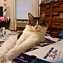 cat, fluffy, shoebox, skechers, d'lites, stretching, paws, indoor, window, air_conditioner, dresser, furniture, blanket, curtains, desk, post_it_notes, relaxed, pet, domestic_cat, home