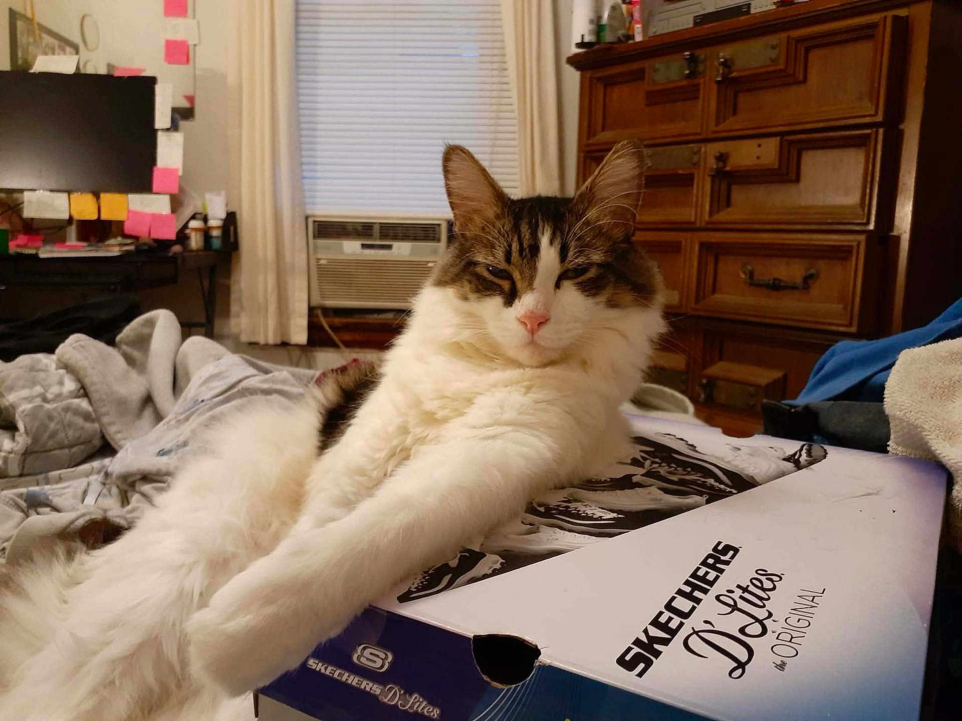 Gizmo joined the competition — help win amazing prizes! cat, fluffy, shoebox, skechers, d'lites, stretching, paws, indoor, window, air_conditioner, dresser, furniture, blanket, curtains, desk, post_it_notes, relaxed, pet, domestic_cat, home