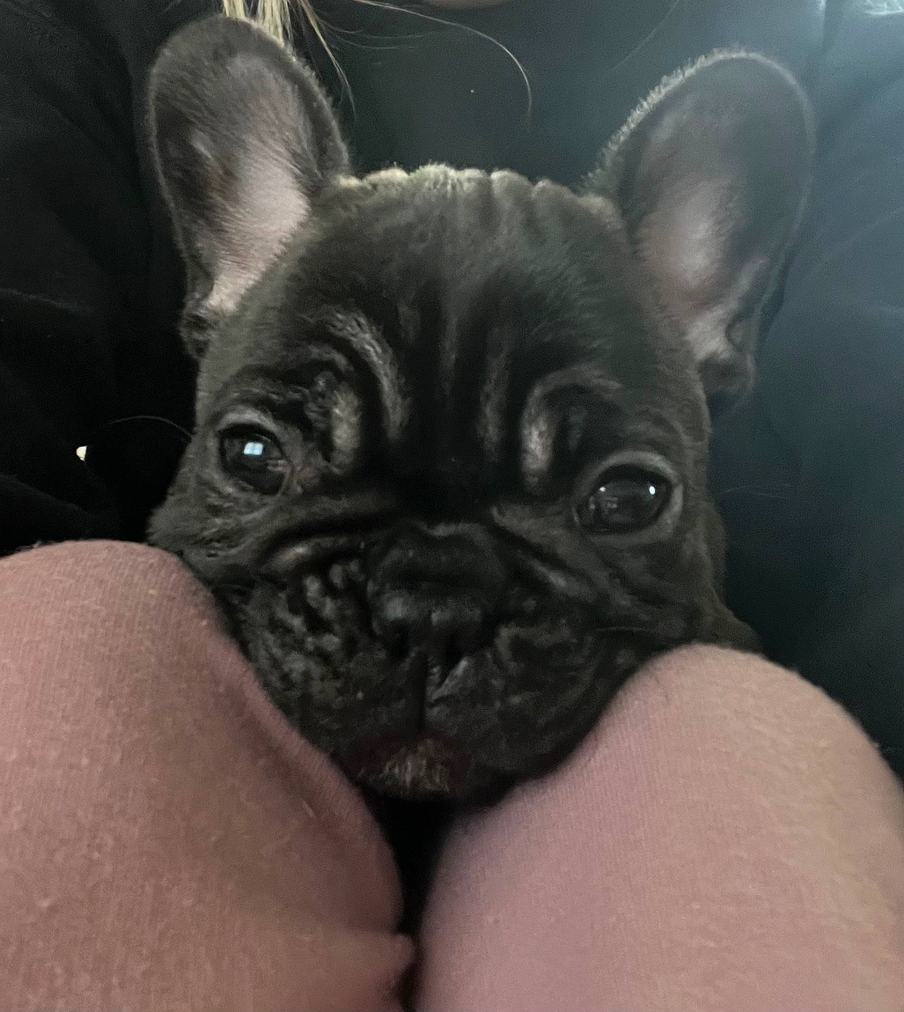 Clover joined the competition — help win amazing prizes! canidae, carnivore, close_up, comfort, companion_dog, dog, dog_breed, ear, eye, fawn, mammal, non_sporting_group, pug, snout, terrestrial_animal, toy_dog, vertebrate, whiskers, working_animal, wrinkle