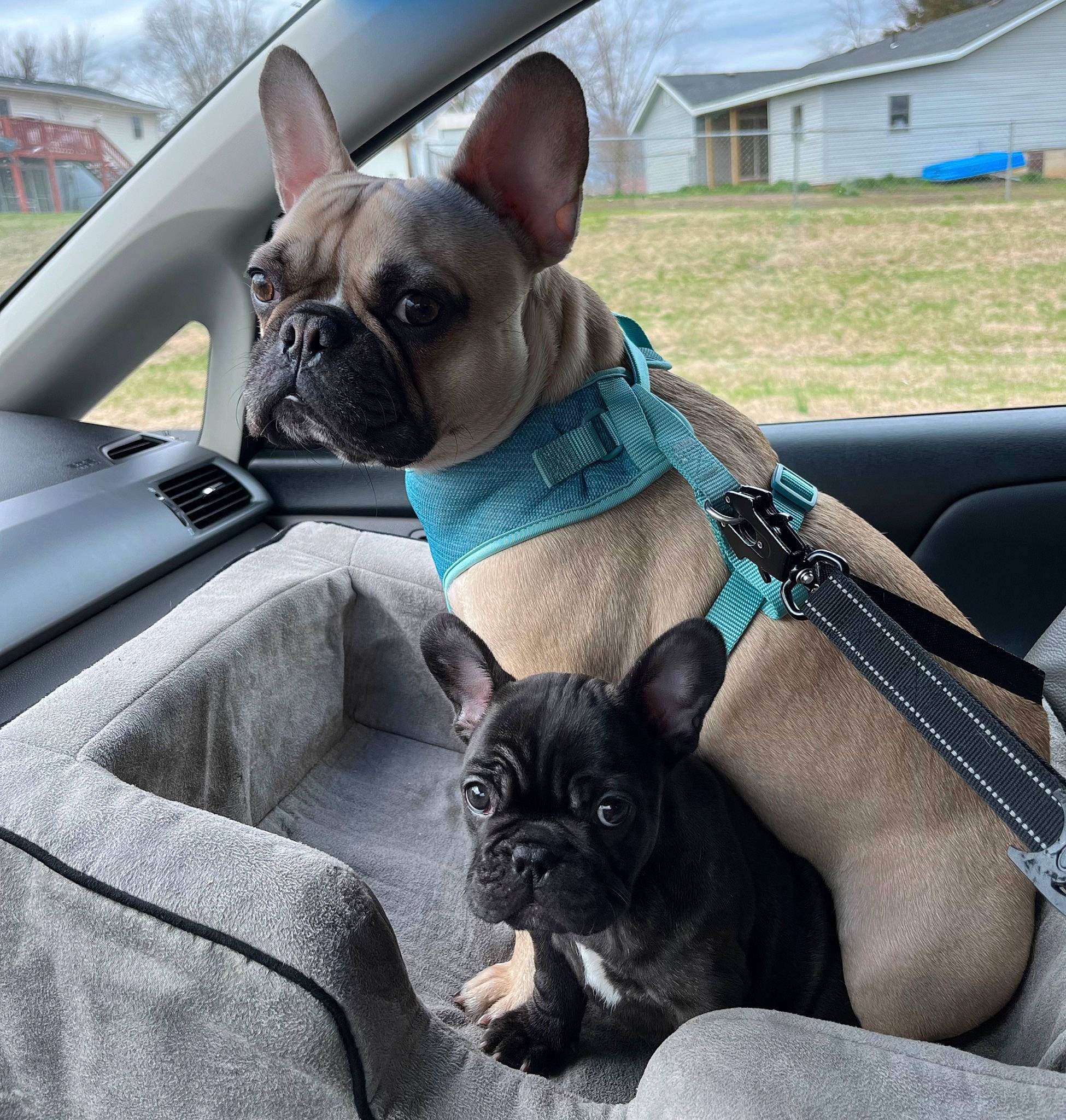 Clover is registered to the contest to win money with this photo: blue, canidae, carnivore, collar, comfort, companion_dog, dog, dog_breed, dog_collar, fawn, mammal, motor_vehicle, sitting, snout, sporting_group, toy_dog, vehicle, vertebrate, window, working_animal