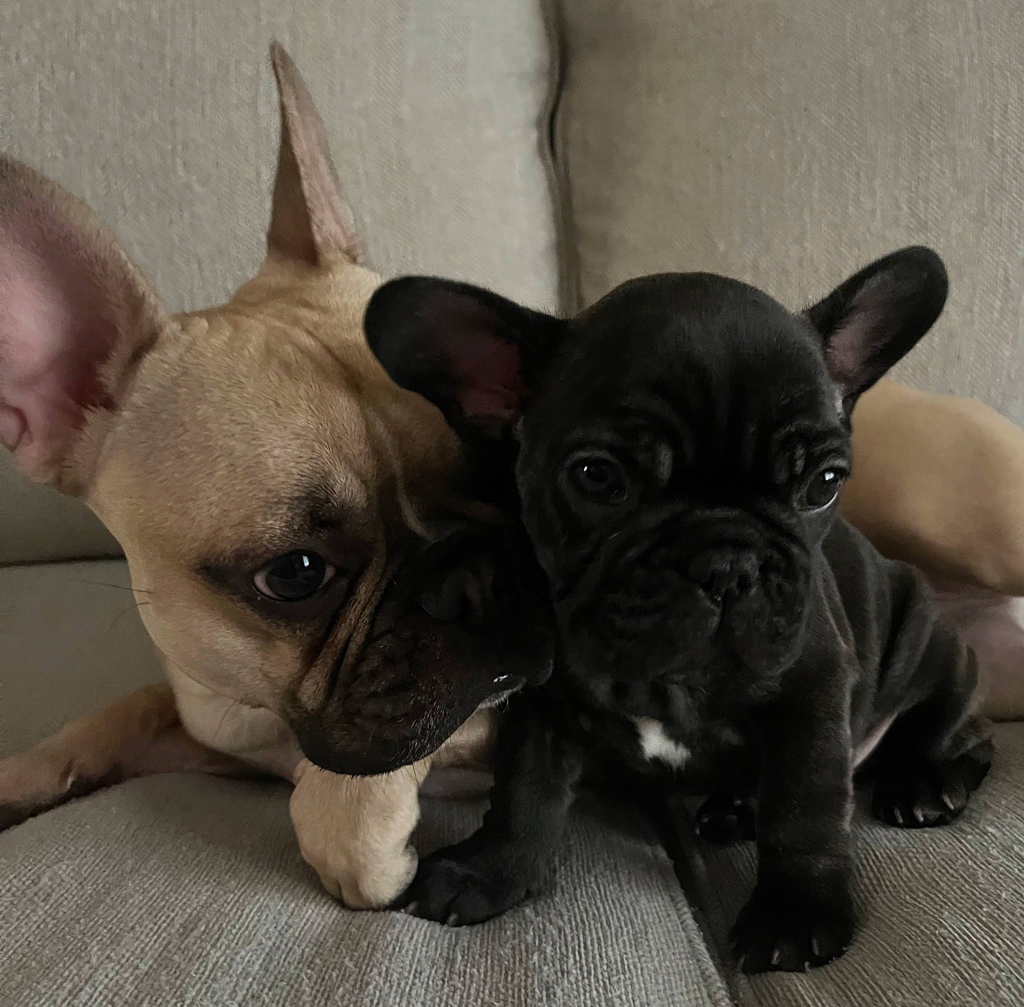 Clover joined the competition — help win amazing prizes! bored, bulldog, canidae, carnivore, comfort, companion_dog, dog, dog_breed, ear, fawn, french_bulldog, non_sporting_group, snout, sporting_group, terrestrial_animal, toy_dog, whiskers, working_animal, wrinkle