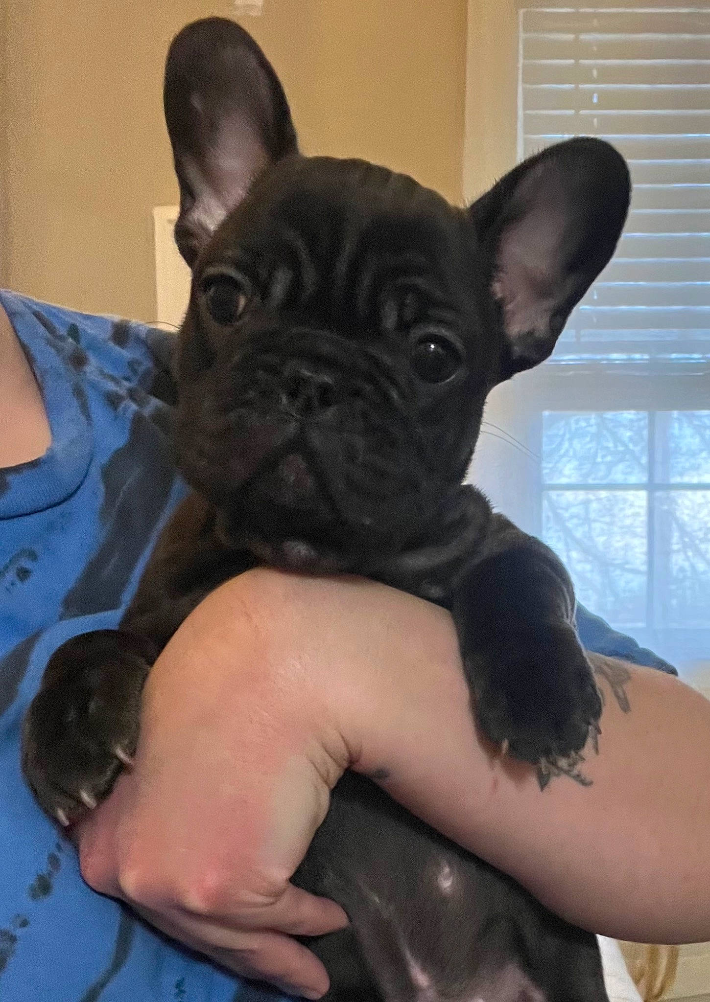 Clover is registered to the contest to win money with this photo: bulldog, canidae, carnivore, comfort, companion_dog, dog, dog_breed, ear, eye, fawn, french_bulldog, gesture, head, human_body, snout, terrestrial_animal, toy_dog, whiskers, window, working_animal