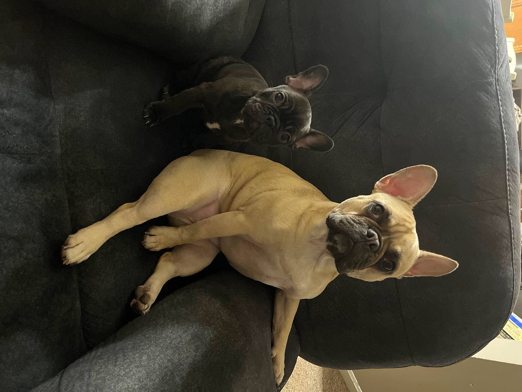 Clover joined the competition — help win amazing prizes! art, canidae, carnivore, comfort, companion_dog, dog, dog_breed, fawn, felidae, guard_dog, knee, small_to_medium_sized_cats, snout, sporting_group, tail, toy_dog, visual_arts, window, working_animal, wrinkle