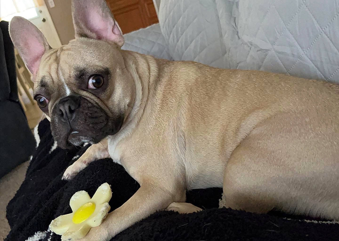 Posie joined the competition — help win amazing prizes! bulldog, canidae, carnivore, comfort, companion_dog, dog, dog_breed, fawn, flower, french_bulldog, non_sporting_group, petal, pug, snout, sporting_group, terrestrial_animal, toy_dog, whiskers, working_animal, wrinkle