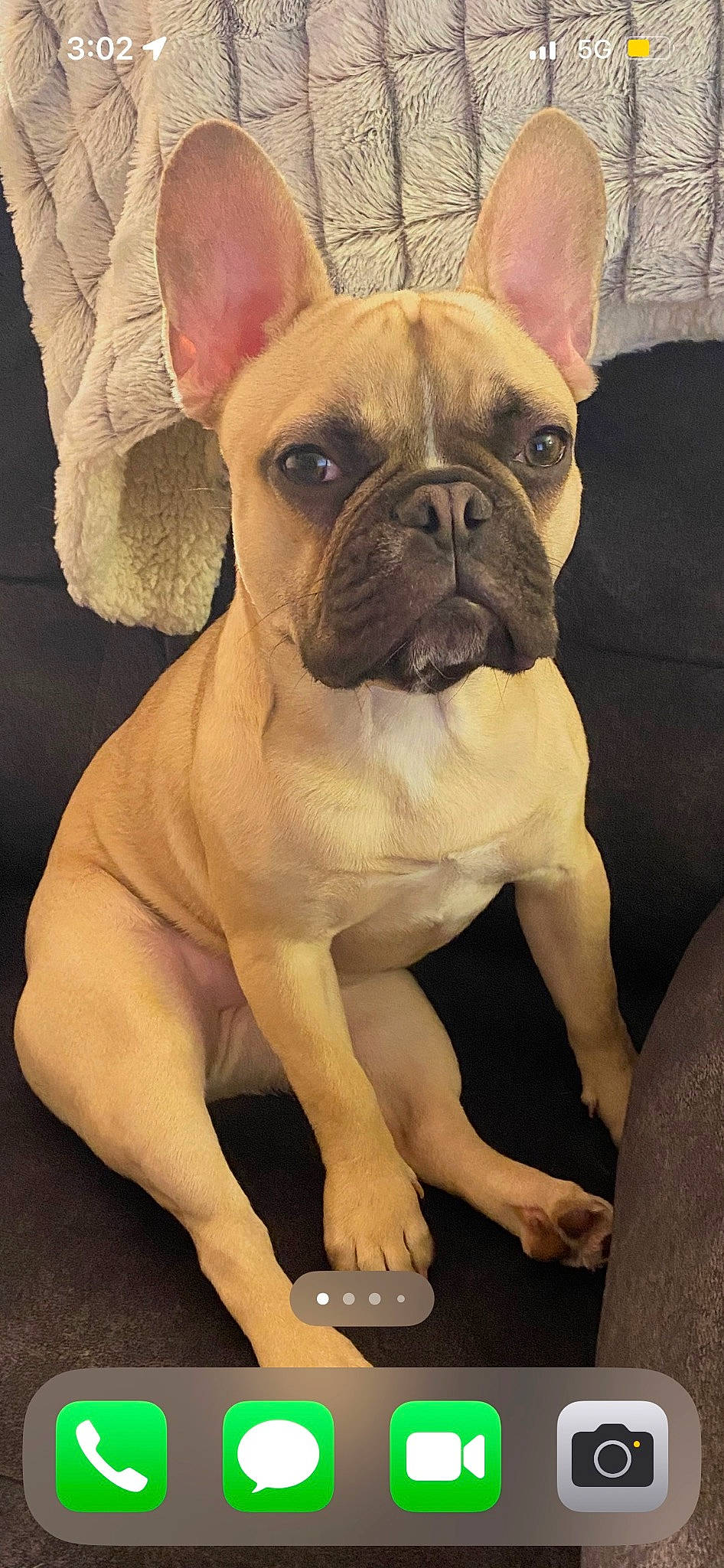 Posie joined the competition — help win amazing prizes! ancient_dog_breeds, art, bulldog, canidae, carnivore, comfort, companion_dog, dog, dog_breed, dog_collar, ear, fawn, french_bulldog, molosser, snout, terrestrial_animal, toy_dog, whiskers, working_animal, wrinkle