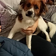 Oreo participe au concours pour gagner de l'argent avec cette photo : dog, cat, person, hand, pillow, blanket, indoor, furniture, calico_cat, brown_and_white_dog, pet, animal, couch, comfort, relaxation, home, casual, blur, soft_lighting, portrait