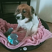 Sophie Poulet a rejoint le concours — aidez-le/la à gagner de superbes lots ! dog, pet_bed, blanket, toy, indoor, wooden_floor, small_dog, brown_and_white, cozy, furniture, bed, home, animal, domestic_animal, comfort, floor, resting, cute, looking_away, expression