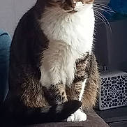 Cypsie a rejoint le concours — aidez-le/la à gagner de superbes lots ! animal, armrest, cat, closeup, curious, domestic, ears, feline, fur, furniture, household, indoor, pet, portrait, resting, sitting, tabby, tail, whiskers, white_chest