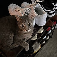 Lynx joined the competition — help win amazing prizes! carpet, cat, cozy, feline, footwear, green_eyes, grey_cat, home, indoor, looking_at_camera, nike, paw, pet, portrait, relaxed, shelf, shoe_rack, sneakers, still_life, whiskers