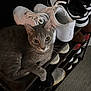 carpet, cat, cozy, feline, footwear, green_eyes, grey_cat, home, indoor, looking_at_camera, nike, paw, pet, portrait, relaxed, shelf, shoe_rack, sneakers, still_life, whiskers