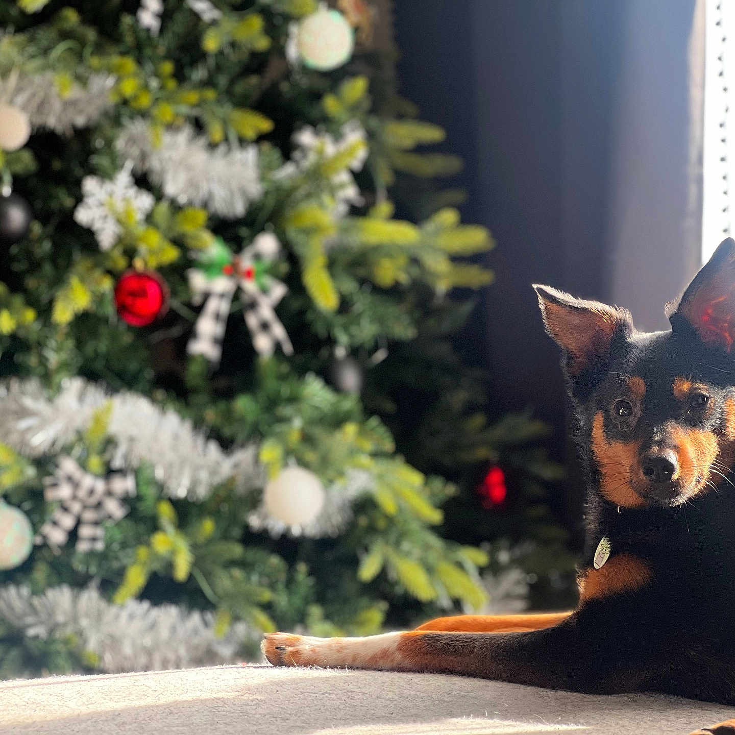 Petey joined the competition — help win amazing prizes! animal, canine, christmas, christmasdecorations, christmastree, christmastreeornaments, conifer, dog, dogbed, festival, flower, fungus, germanshepherd, husky, pet, pine, plant, puppy, rose, tree