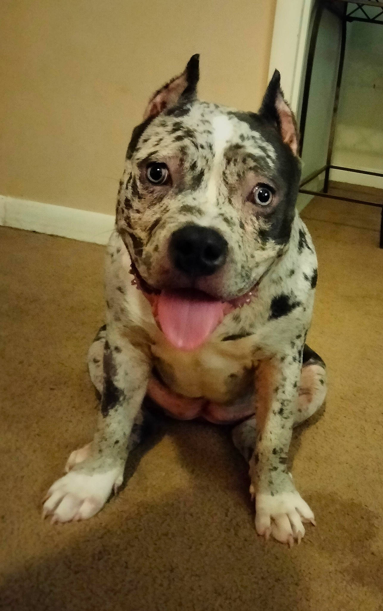 Dior is registered to the contest to win money with this photo: carnivore, companion_dog, dog, dog_breed, guard_dog, non_sporting_group, snout, sporting_group, terrestrial_animal, whiskers, working_animal, working_dog