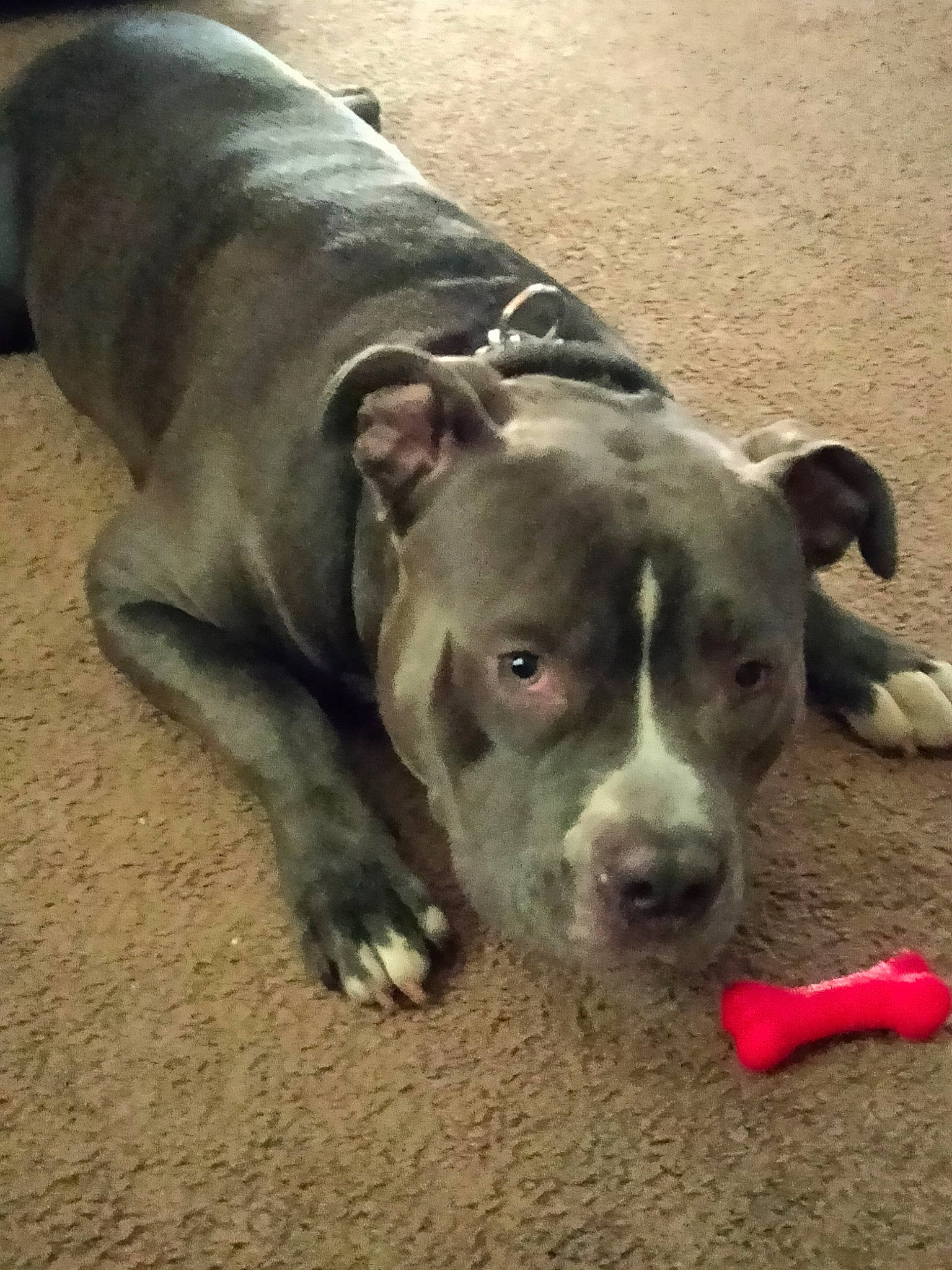 Baby Wayne is registered to the contest to win money with this photo: canidae, carnivore, companion_dog, dog, dog_breed, fawn, non_sporting_group, snout, sporting_group, terrestrial_animal, whiskers, working_animal, working_dog