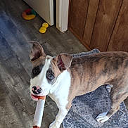 Clutch is registered to the contest to win money with this photo: dog, brindle, white_fur, standing, indoors, chew_toy, toy, pet, animal, portrait, looking_at_camera, floppy_ears, wood_floor, rug, doorway, wood_paneling, home, playful, curious, natural_light